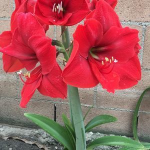 Meet your Posher, Liliana